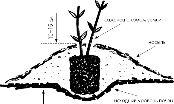 Иллюстрация к книге — Главные секреты вашего сада и огорода (переиздание) [_31.jpg]
