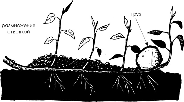 Иллюстрация к книге — Главные секреты вашего сада и огорода (переиздание) [_32.jpg]