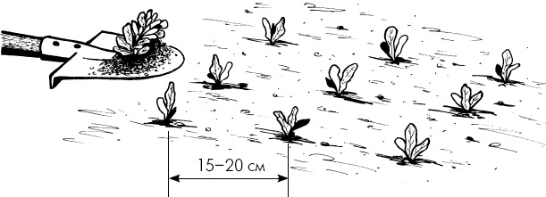 Иллюстрация к книге — Главные секреты вашего сада и огорода (переиздание) [_36.jpg]