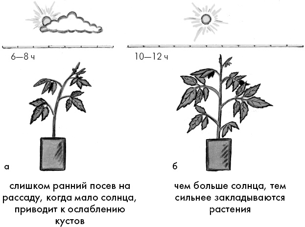 Иллюстрация к книге — Главные секреты вашего сада и огорода (переиздание) [_41.jpg]