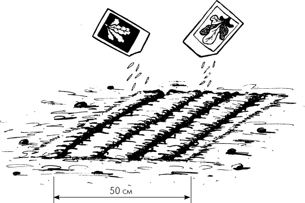 Иллюстрация к книге — Главные секреты вашего сада и огорода (переиздание) [_45.jpg]