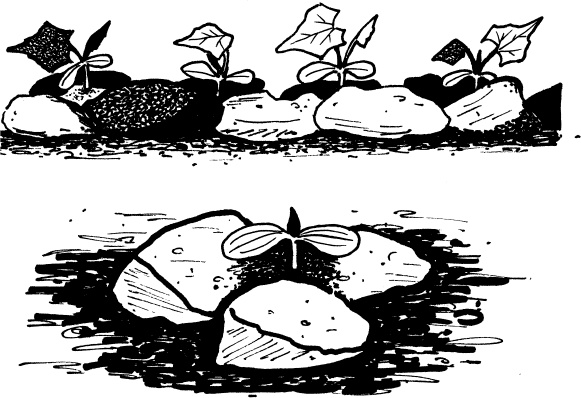 Иллюстрация к книге — Главные секреты вашего сада и огорода (переиздание) [_46.jpg]