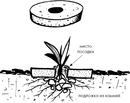 Иллюстрация к книге — Главные секреты вашего сада и огорода (переиздание) [_47.jpg]