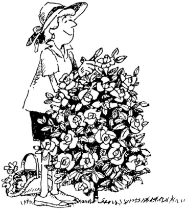 Иллюстрация к книге — Главные секреты вашего сада и огорода (переиздание) [_60.jpg]