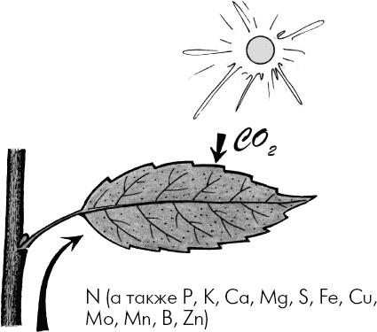 Иллюстрация к книге — Главные секреты вашего сада и огорода (переиздание) [_7.jpg]