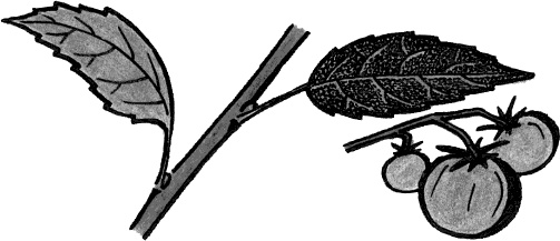 Иллюстрация к книге — Главные секреты вашего сада и огорода (переиздание) [_8.jpg]