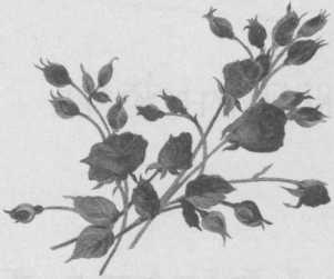 Иллюстрация к книге — Падшая Грейс [i_001.jpg]