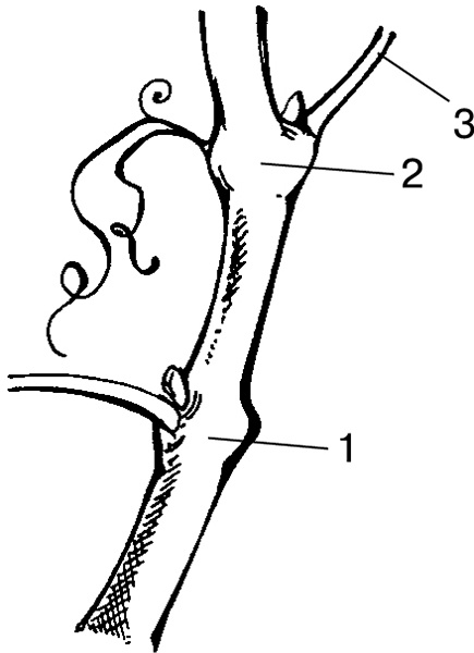 Иллюстрация к книге — Виноград на вашей даче. Растет не только на юге! [i_002.jpg]