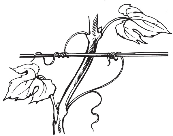 Иллюстрация к книге — Виноград на вашей даче. Растет не только на юге! [i_004.jpg]