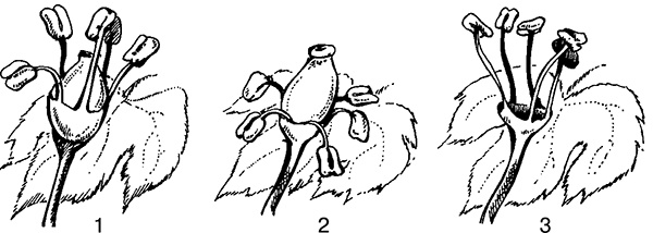 Иллюстрация к книге — Виноград на вашей даче. Растет не только на юге! [i_005.jpg]