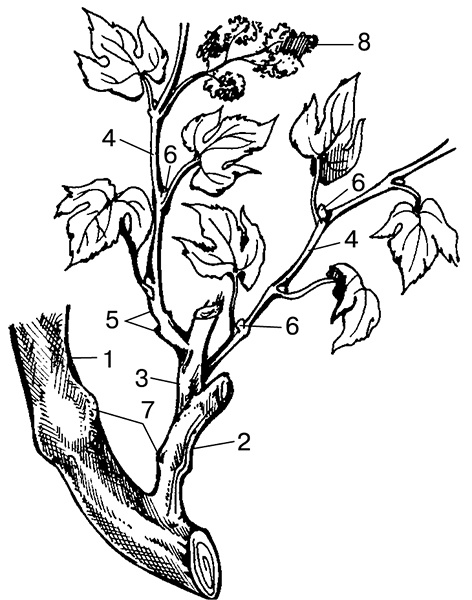 Иллюстрация к книге — Виноград на вашей даче. Растет не только на юге! [i_010.jpg]