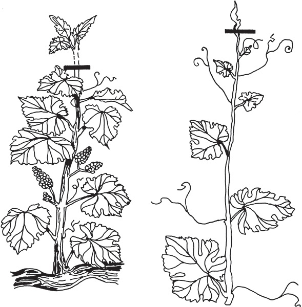 Иллюстрация к книге — Виноград на вашей даче. Растет не только на юге! [i_012.jpg]