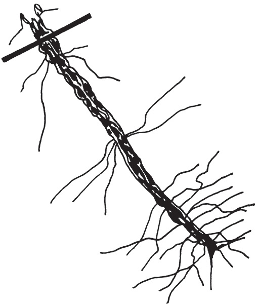 Иллюстрация к книге — Виноград на вашей даче. Растет не только на юге! [i_019.jpg]