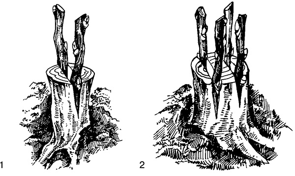 Иллюстрация к книге — Виноград на вашей даче. Растет не только на юге! [i_021.jpg]