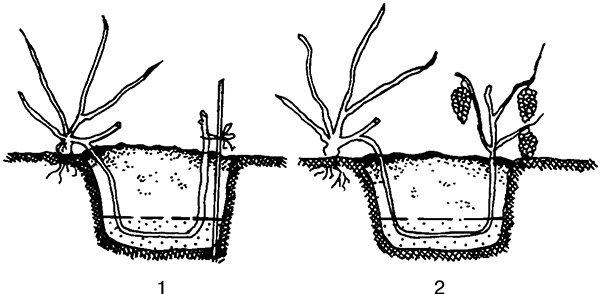 Иллюстрация к книге — Виноград на вашей даче. Растет не только на юге! [i_026.jpg]