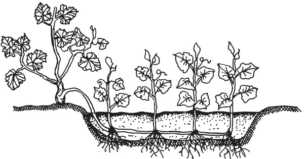 Иллюстрация к книге — Виноград на вашей даче. Растет не только на юге! [i_027.jpg]