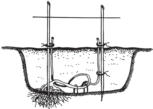 Иллюстрация к книге — Виноград на вашей даче. Растет не только на юге! [i_028.jpg]