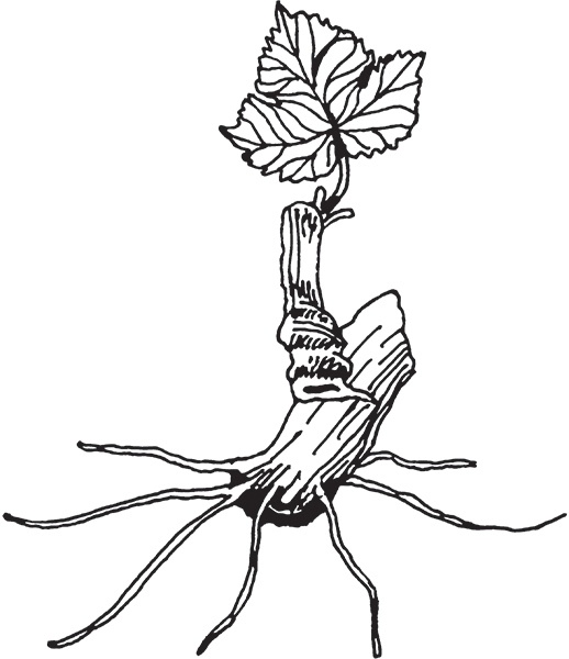 Иллюстрация к книге — Виноград на вашей даче. Растет не только на юге! [i_032.jpg]