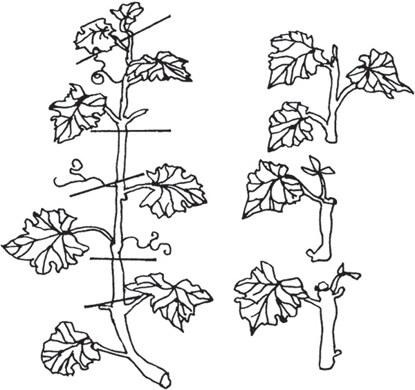 Иллюстрация к книге — Виноград на вашей даче. Растет не только на юге! [i_033.jpg]