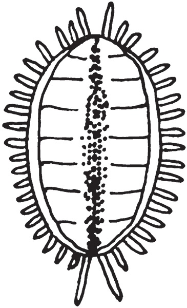 Иллюстрация к книге — Виноград на вашей даче. Растет не только на юге! [i_035.jpg]