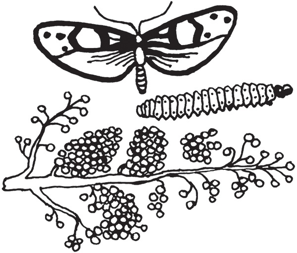 Иллюстрация к книге — Виноград на вашей даче. Растет не только на юге! [i_036.jpg]