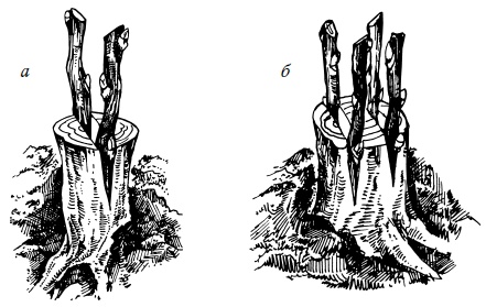 Иллюстрация к книге — Виноград для любого региона. Как вырастить без ошибок? 50 шагов к успеху [i_003.jpg]