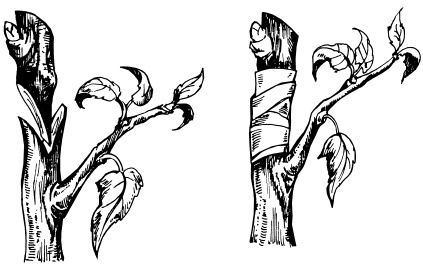 Иллюстрация к книге — Виноград для любого региона. Как вырастить без ошибок? 50 шагов к успеху [i_005.jpg]