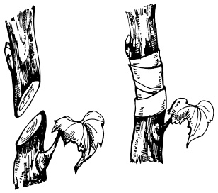 Иллюстрация к книге — Виноград для любого региона. Как вырастить без ошибок? 50 шагов к успеху [i_006.jpg]