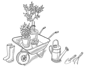 Иллюстрация к книге — Богатый сад. Шпаргалка разумного дачника. 100 экспресс-советов [i_001.jpg]
