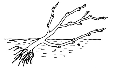 Иллюстрация к книге — Богатый сад. Шпаргалка разумного дачника. 100 экспресс-советов [i_003.jpg]