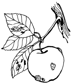 Иллюстрация к книге — Богатый сад. Шпаргалка разумного дачника. 100 экспресс-советов [i_005.jpg]