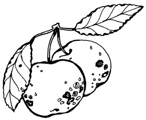 Иллюстрация к книге — Богатый сад. Шпаргалка разумного дачника. 100 экспресс-советов [i_006.jpg]