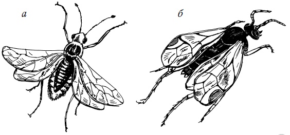 Иллюстрация к книге — Богатый сад. Шпаргалка разумного дачника. 100 экспресс-советов [i_008.jpg]