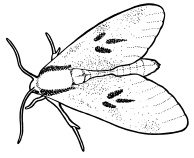 Иллюстрация к книге — Богатый сад. Шпаргалка разумного дачника. 100 экспресс-советов [i_010.jpg]