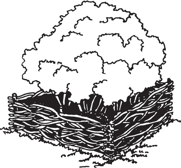 Иллюстрация к книге — Высокие грядки своими руками. Три урожая за сезон [i_006.jpg]