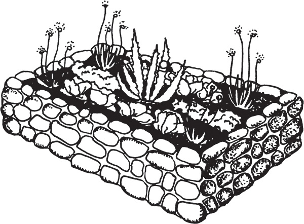 Иллюстрация к книге — Высокие грядки своими руками. Три урожая за сезон [i_010.jpg]