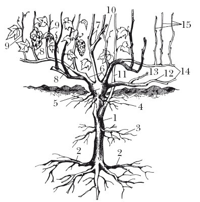 Иллюстрация к книге — Виноград. Секреты чудо-урожая [i_002.jpg]