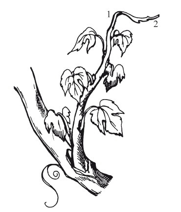 Иллюстрация к книге — Виноград. Секреты чудо-урожая [i_004.jpg]