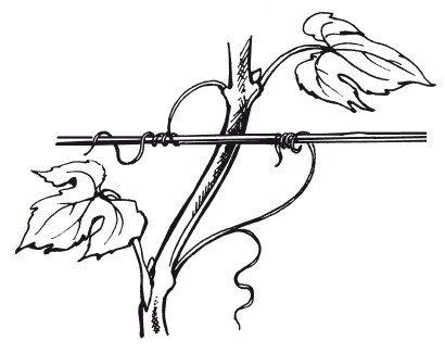 Иллюстрация к книге — Виноград. Секреты чудо-урожая [i_006.jpg]