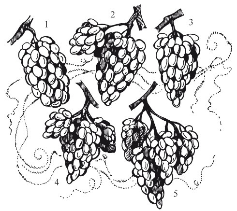 Иллюстрация к книге — Виноград. Секреты чудо-урожая [i_011.jpg]