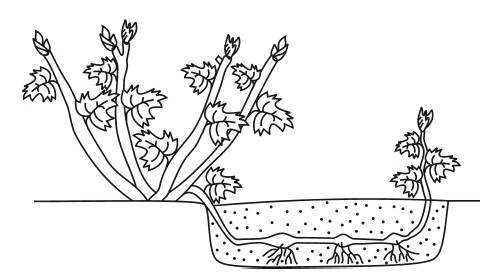 Иллюстрация к книге — Виноград. Секреты чудо-урожая [i_019.jpg]