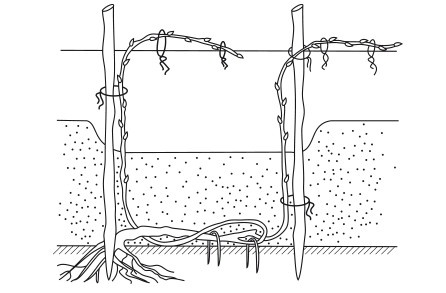Иллюстрация к книге — Виноград. Секреты чудо-урожая [i_021.jpg]