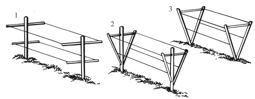 Иллюстрация к книге — Виноград. Секреты чудо-урожая [i_025.jpg]