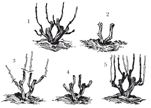 Иллюстрация к книге — Виноград. Секреты чудо-урожая [i_032.jpg]