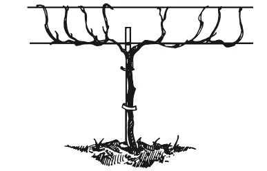 Иллюстрация к книге — Виноград. Секреты чудо-урожая [i_033.jpg]