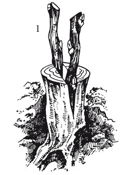 Иллюстрация к книге — Виноград. Секреты чудо-урожая [i_035.jpg]