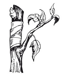 Иллюстрация к книге — Виноград. Секреты чудо-урожая [i_039.jpg]