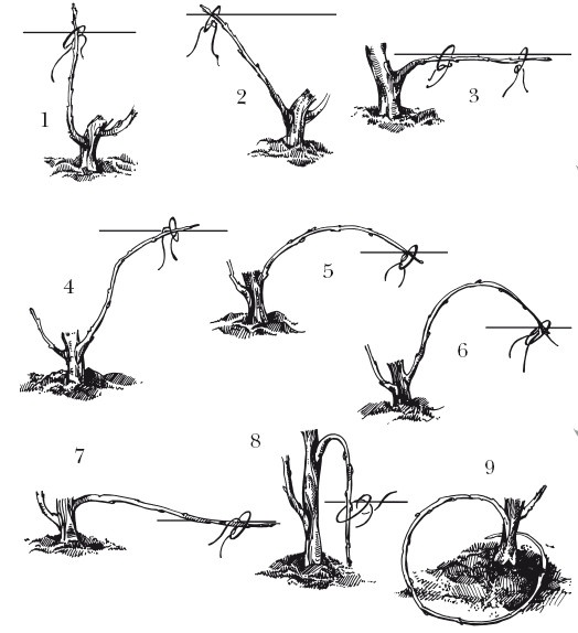 Иллюстрация к книге — Виноград. Секреты чудо-урожая [i_041.jpg]