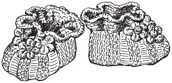 Иллюстрация к книге — Вязаные вещи для самых маленьких. От рождения до 3-х лет [i_032.jpg]