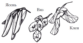 Иллюстрация к книге — Мозаика из крупы и семян [i_013.jpg]